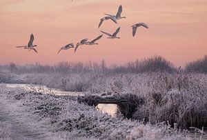 Winterlandschaft mit Gänsen von natascha verbij