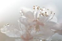 Blossom with sunrise in the morning fog