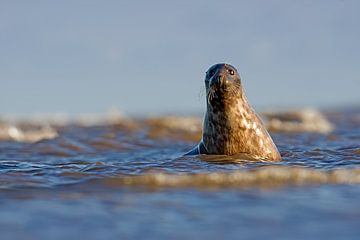 Grey Seal looks up from the surf by Jeroen Stel