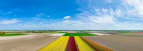 Tulpen in de Noordoostpolder in de lente gezien vanuit de lucht