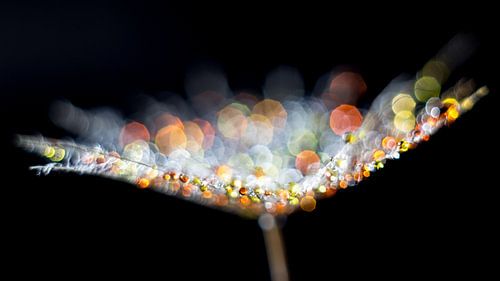 Drops on a morning star fluff 4 by Bert Nijholt