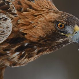 Eye to eye von Tariq La Brijn