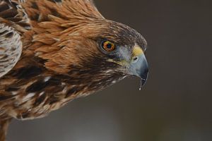 Eye to eye sur Tariq La Brijn