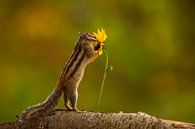 Bloemen houden van eekhoorns. van Erik de Rijk thumbnail