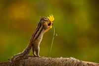 Flowers love squirrels.