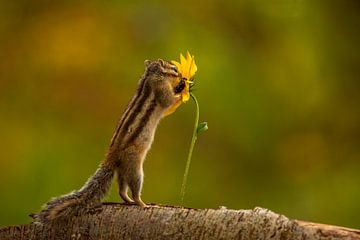Bloemen houden van eekhoorns.
