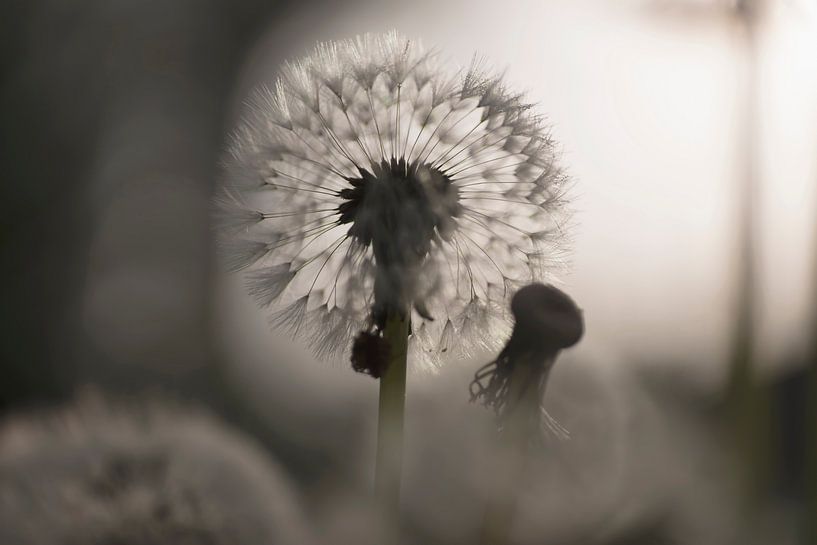 Dandelion fluff with backlight in black and white by Birgitte Bergman