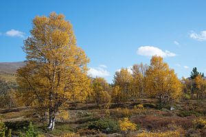 Birken im Herbst