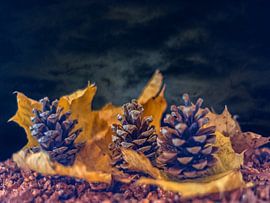 CONCEPT AUTOMNE : DES POMMES DE PIN EN AUTOMNE