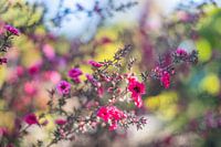 Pink blossom