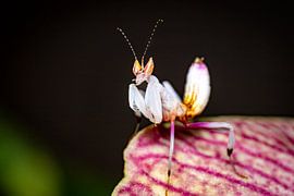 Photo of a young orchid mantis