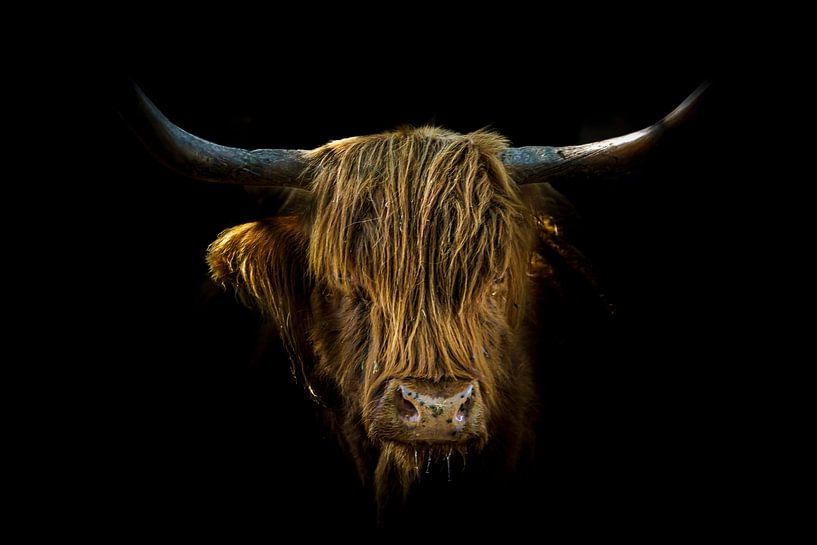 Portrait impressionnant d'un Highlander par Erwin Floor