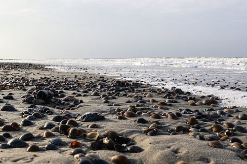 shells on the beach of domburg