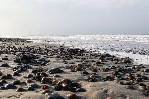 schelpen op het strand van domburg