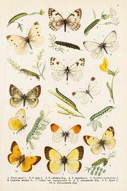 Gekleurde plaat met 10 verschillende vlinders van Studio Wunderkammer