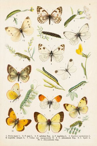 Gekleurde plaat met 10 verschillende vlinders