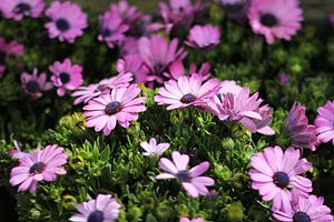 The Violet Daisies van Cornelis (Cees) Cornelissen