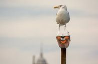 Gull on the lookout by Zaankanteropavontuur thumbnail