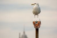 Gull on the lookout