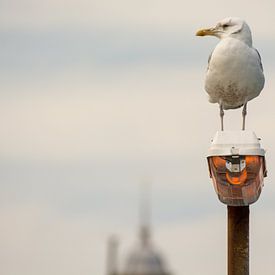 Meeuw op de uitkijk van Zaankanteropavontuur