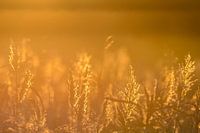 Gouden Rietpluimen