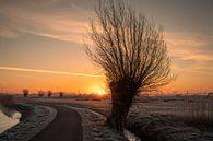 Zonsopkomst met een Knotwilg in beeld van Rick van de Kraats thumbnail