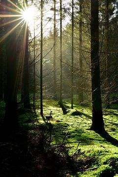 Ontginning in het bos van Günter Albers