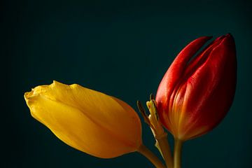 Kleurrijke tulpen // bloemen, natuur // fine-art van suzanne.en.camera