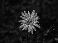 Morning star