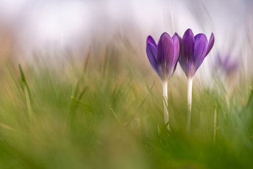 Spring is in the air