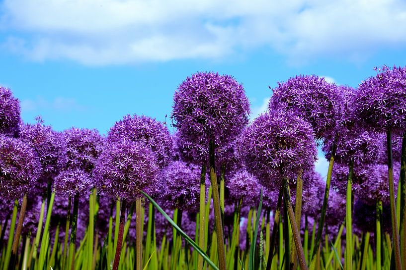 Purple II by Ger Nielen