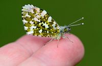 oranjetipje op tipje van vingers