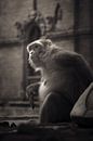 Erleuchteter Affe von Edgar Bonnet-behar Miniaturansicht