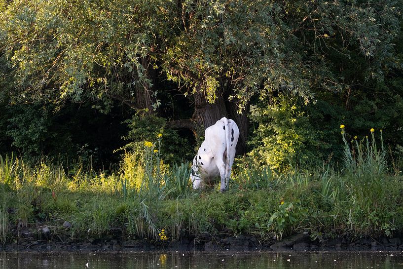 "From the back you look the cow in the hole" by Esmeralda holman