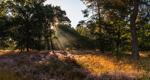 Heather Light Rays