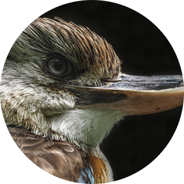 Kookaburra : Koninklijke Burgers' Zoo van Loek Lobel
