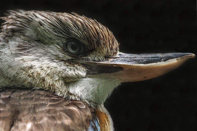 Kookaburra : Royal Citizens' Zoo by Loek Lobel