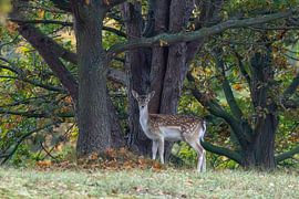 Damhirsch Ricke für schönen Herbst Hintergrund von Wendy Hilberath