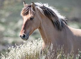 Porträt Wildpferd Sorraria von Isabell Lehmann