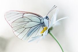 Portrait de papillon