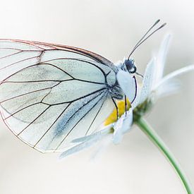 Vlinderportret van Iris Waanders