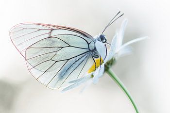 Schmetterling-Porträt