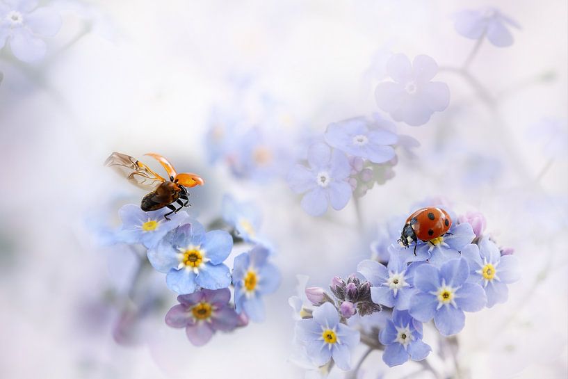 Forget-me-not by Ellen van Deelen