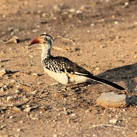 Southern Red-billed Hornbill with Shade by Melanie & Wiebe Hofstra