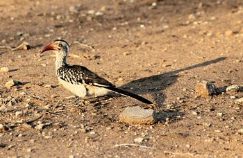 Zuidelijke Roodsnaveltok met Schaduw