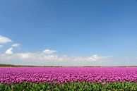 Leuchtend lila Tulpen wachsen in einem Feld von Sjoerd van der Wal Fotografie Miniaturansicht