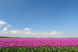 Paarse tulpen in een veld van Sjoerd van der Wal Fotografie