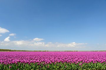 Des tulipes pourpre vif poussant dans un champ. sur Sjoerd van der Wal Photographie