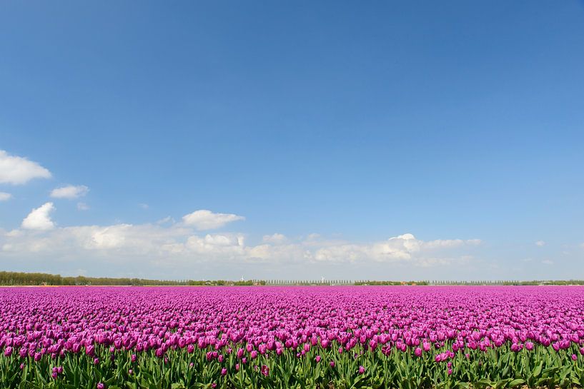 Leuchtend lila Tulpen wachsen in einem Feld von Sjoerd van der Wal Fotografie