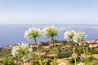 Groep witte agapanthus bloemen bij portugees dorp aan de kust van Ben Schonewille thumbnail